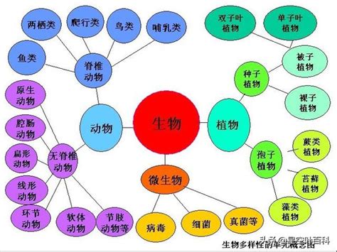 界門綱目科屬種口訣|階級 (生物学)